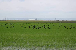 White-faced Ibis foraging within a white rice field in the Central Valley. By Josh Ackerman, USGS Western Ecological Research Center.