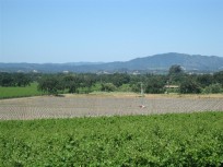 Click for a picture of a Santa Rosa Vineyard
