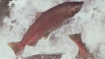 Juvenile salmon tracking study