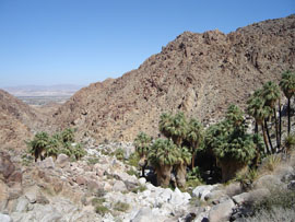 Palm Canyon in Mojave