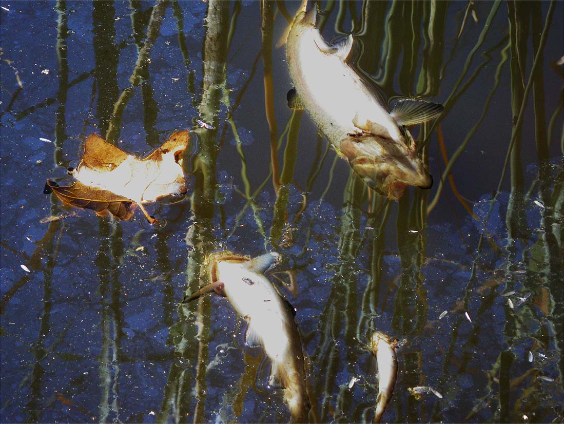 Photo of dead rainbow trout (Oncorhynchus mykiss) in the Big Tujunga Watershed during the 2009 Station Fire, California.